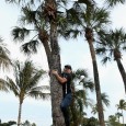 Watch Tiger Woods’ golf ball get stuck in a palm tree at the WGC-Cadillac Championship