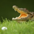 Long Island resident is suing a Cancun golf resort for a crocodile attack